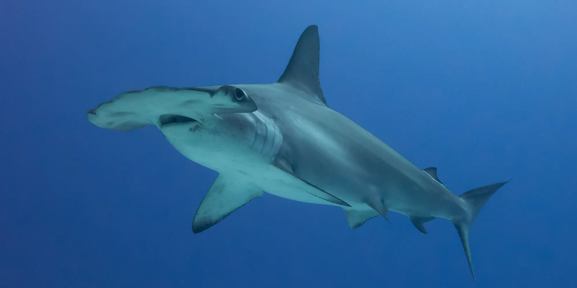 弧头锤头鲨 Sphyrna lewini 在哥斯达黎加科科斯岛近海的蓝水中
