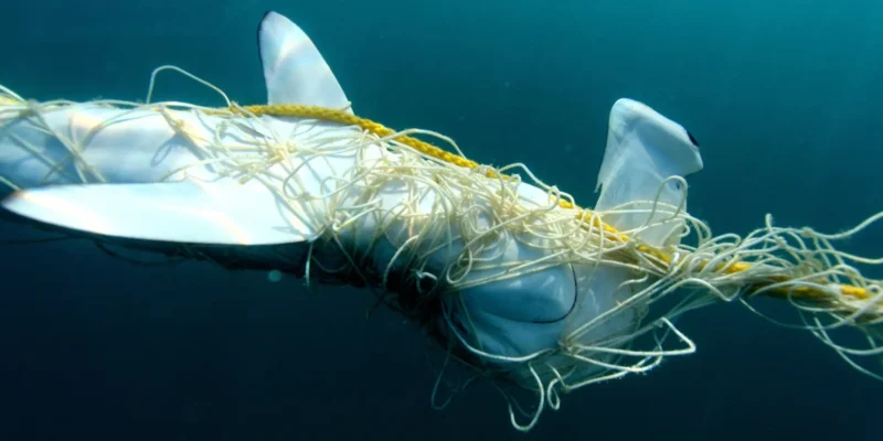 在昆士兰被防鲨网缠住的锤头鲨