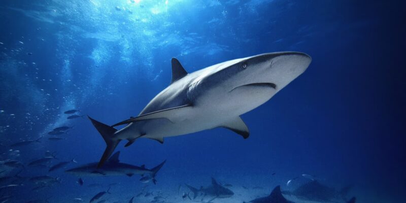 加勒比礁鲨 carcharhinus perezii 巴哈马