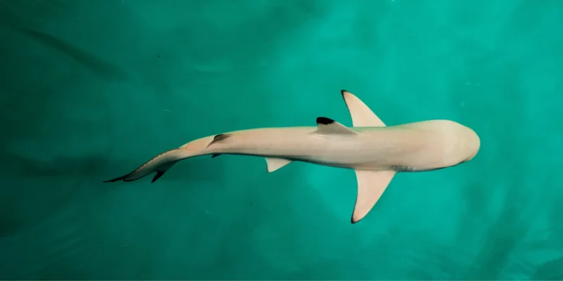 马尔代夫在几十年后取消鲨鱼捕捞禁令