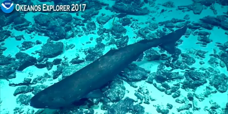 太平洋睡鲨 Somniosus pacificus