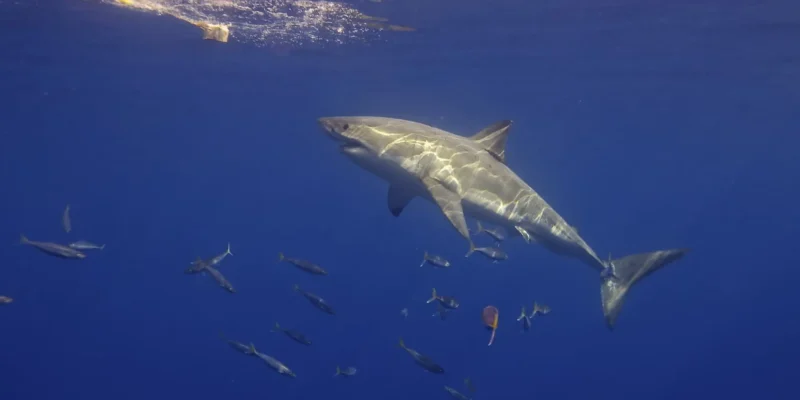 侧面游向诱饵的大白鲨（Carcharodon carcharias）