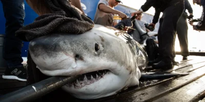 白鲨被OCEARCH标记