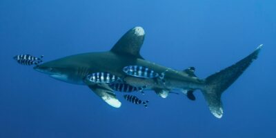 长鳍真鲨 carcharhinus longimanus