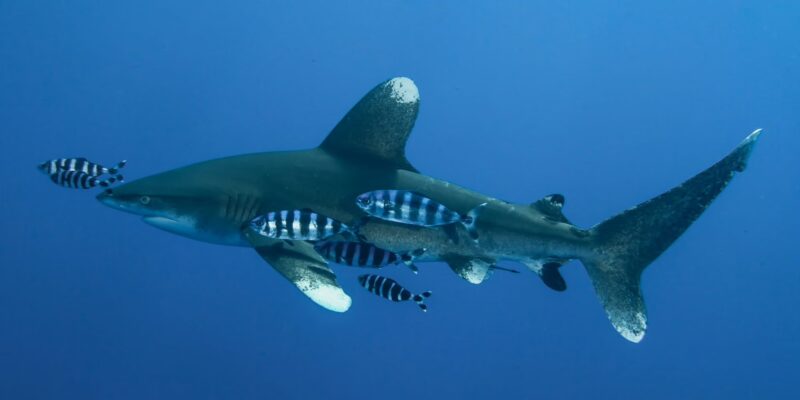 长鳍真鲨 carcharhinus longimanus