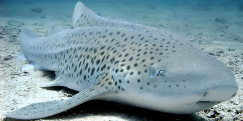 泰国的豹纹鲨（Stegostoma tigrinum）斑马鲨躺在沙质海底