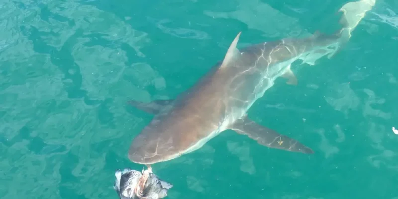 Bronzehai carcharhinus brachyurus