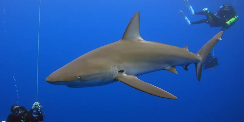 加拉帕戈斯鲨 Carcharhinus galapagensis