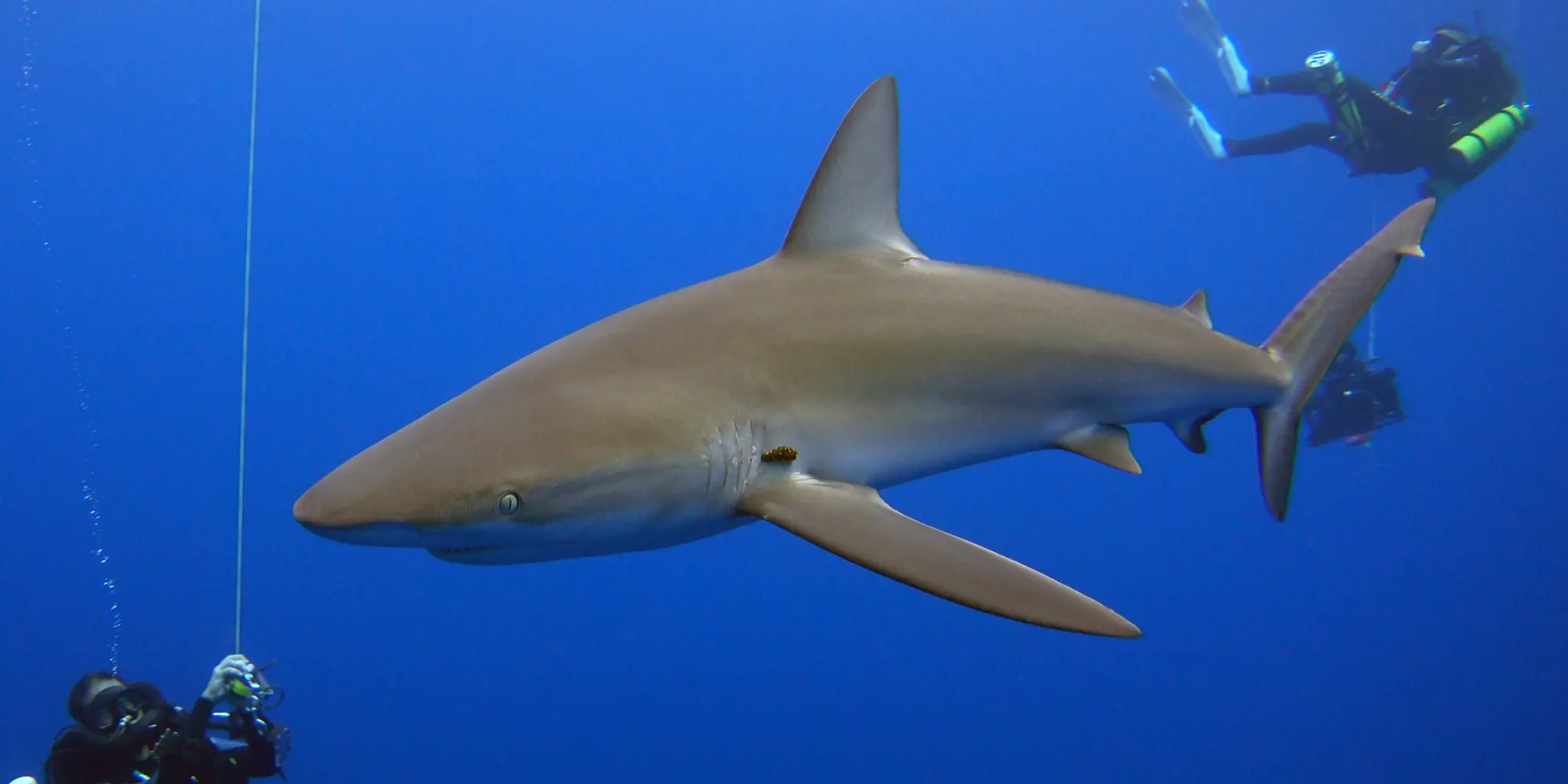 加拉帕戈斯鲨 Carcharhinus galapagensis