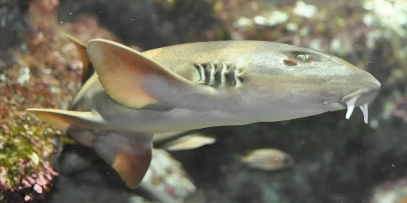 Grauer Bambushai Chiloscyllium griseum in Oceanopolis