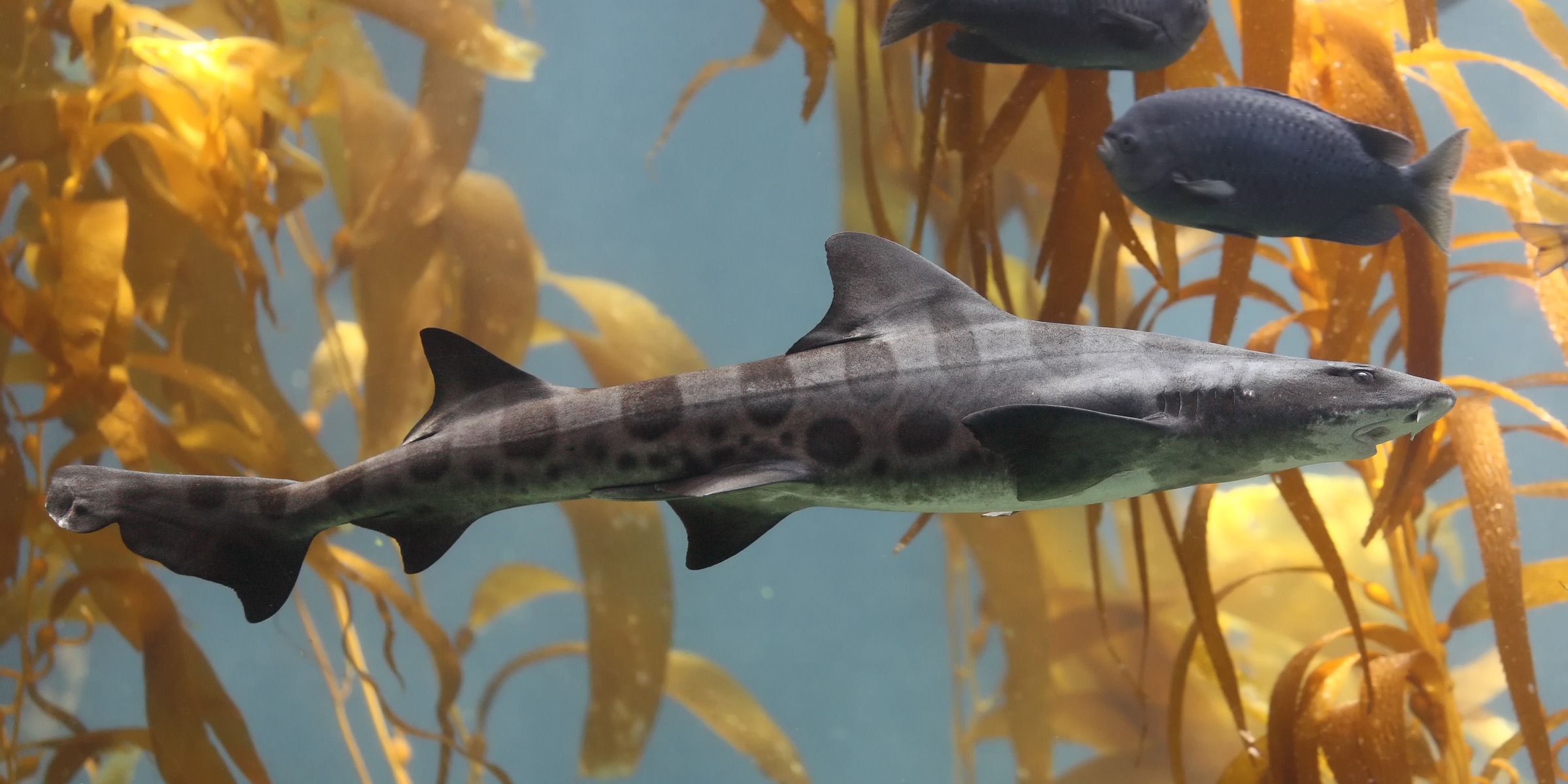 Leopardenhai Triakis semifasciata im Kelpwald