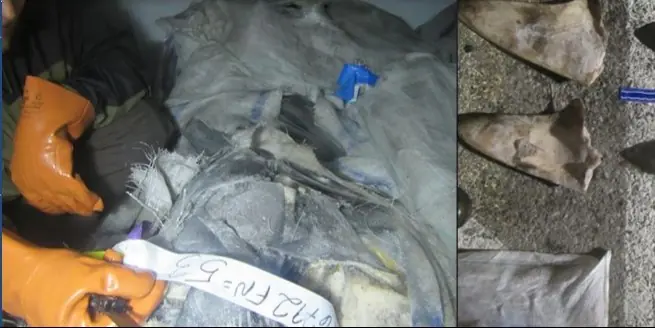 Neun japanische schiffe landeten über 17 tonnen haiflossen illegal in callao