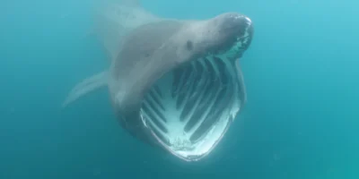巨口鲨（Cetorhinus maximus）张开的嘴