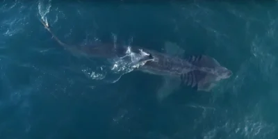 在英吉利海峡群岛海域上方的露脊鲨（Cetorhinus maximus）