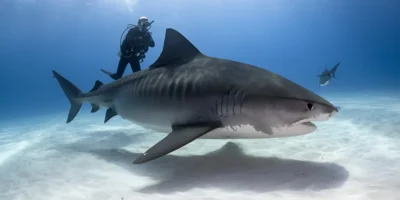 Tigerhai galeocerdo cuvier