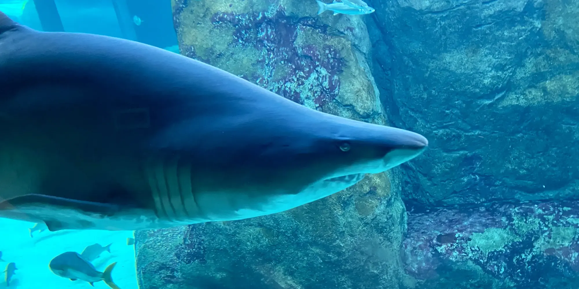 双海洋水族馆 沙虎鲨