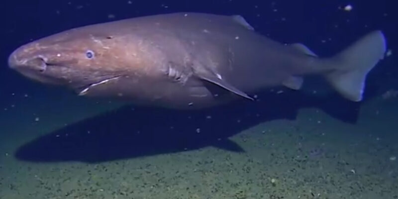 南极的不明睡鲨