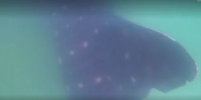 Walhai an er küste von ashdod im mittelmeer in israel