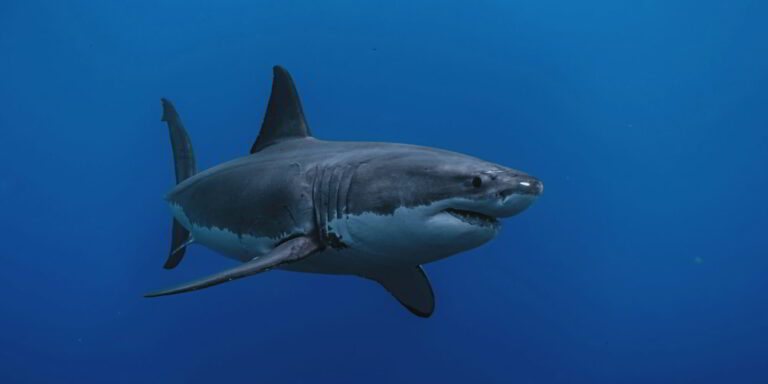 大白鲨（Carcharodon carcharias）在深海