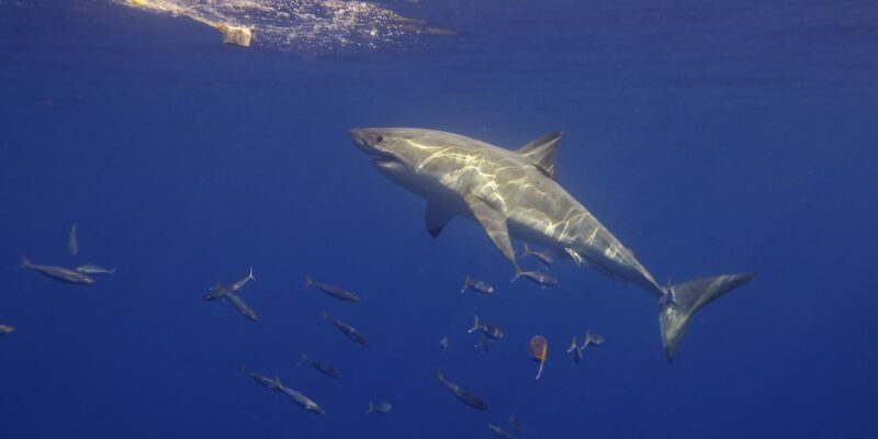 侧面游向诱饵的大白鲨(Carcharodon carcharias)
