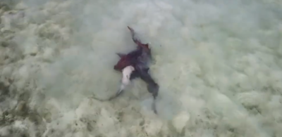 阿内加达附近浅水中的护士鲨正在交配