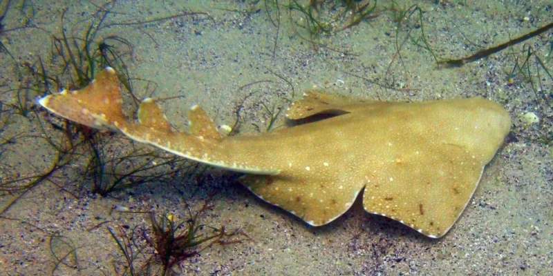 澳大利亚扁鲨 Squatina australis 在海底游动