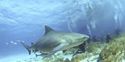 巴哈马海底上方的公牛鲨（Carcharhinus leucas）