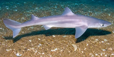 白斑角鲨 Squalus acanthias 沙地上方