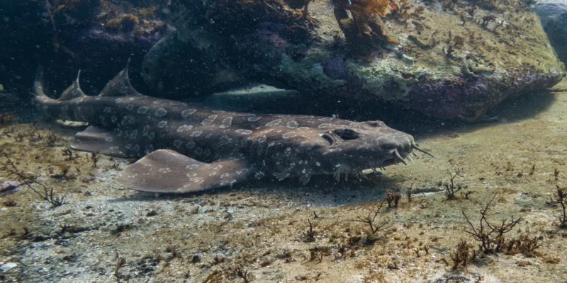 斑纹须鲨 Orectolobus maculatus