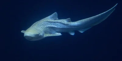 豹纹鲨 Stegostoma tigrinum