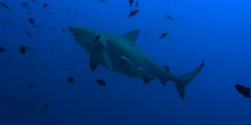 蓝水中的牛鲨 Carcharhinus leucas