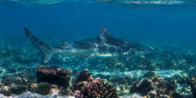 神经鲨 (Carcharhinus cautus)