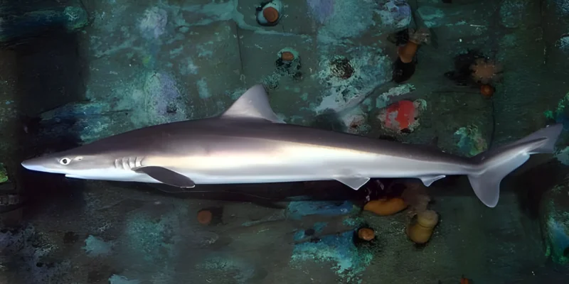 翅鲨 Galeorhinus galeus