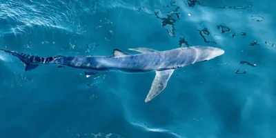 水面附近的大青鲨 Prionace glauca