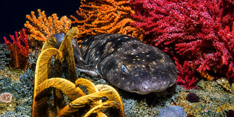 彩色珊瑚中的暗色猫鲨 Haploblepharus pictus