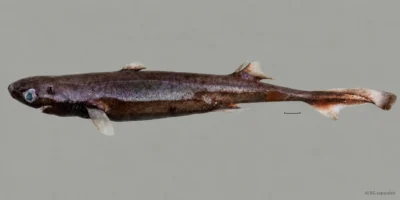 Etmopterus bulbosus的一只新鲜雌性,腹部膨大的口鼻部,两条背鳍和比例尺标记;背景使用AI扩展