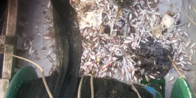 渔船上带有鳐鱼兼捕的渔获