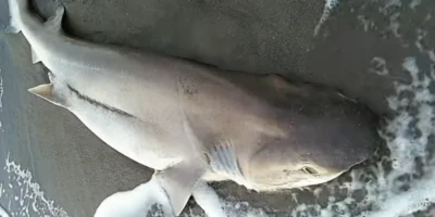 Follonica 海滩上的钝吻六鳃鲨
