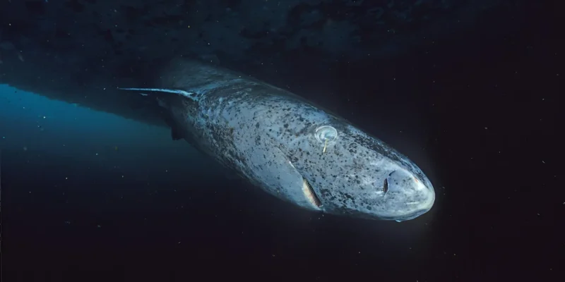 格陵兰鲨 Somniosus microcephalus