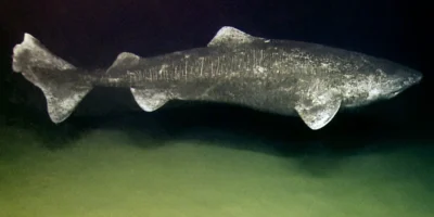 深海中的格陵兰鲨（Somniosus microcephalus）