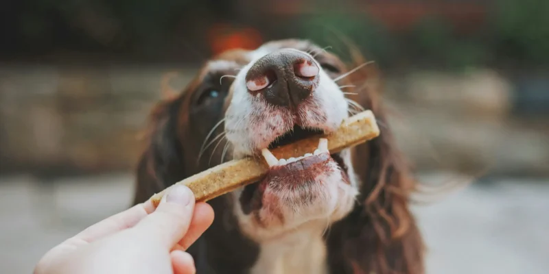 狗正在得到一根咀嚼棒