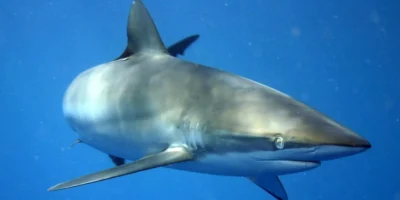 古巴海域的镰状真鲨 Carcharhinus falciformis
