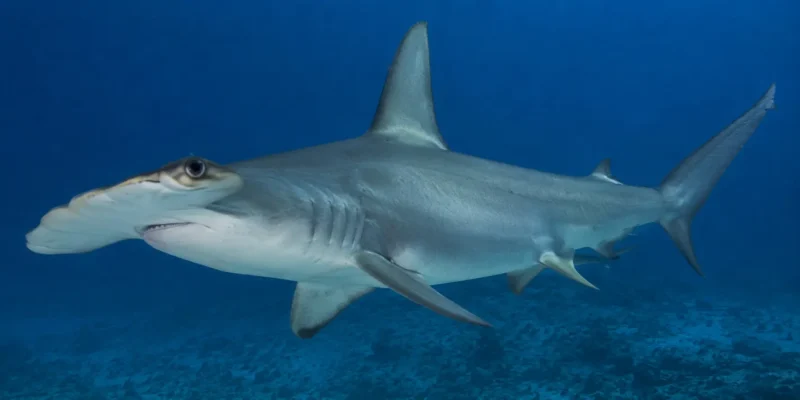 光滑双髻鲨 Sphyrna zygaena