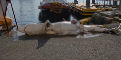 一条鲨鱼躺在韩国东海岸的一处港口码头上