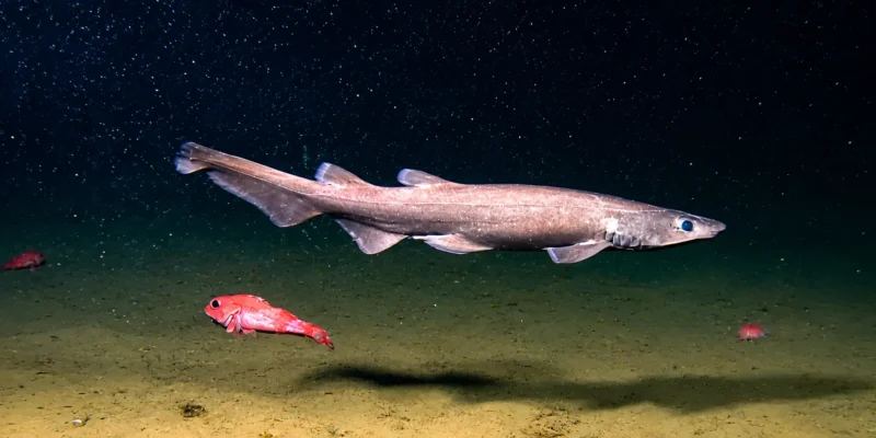 深海海底上方的褐色猫鲨 Apristurus brunneus