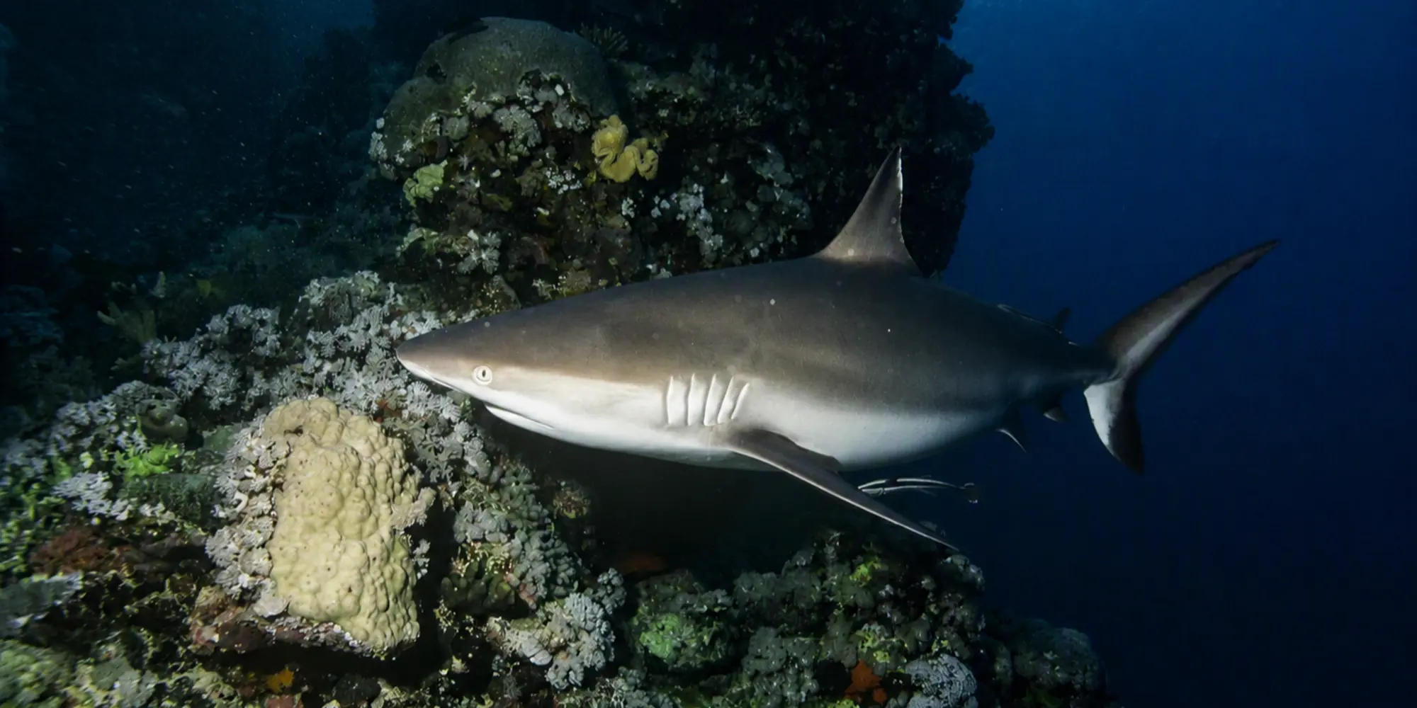 黑尾真鲨 Carcharhinus amblyrhynchos