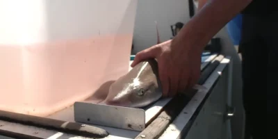 船上接受检查和标记的宽鼻星鲨