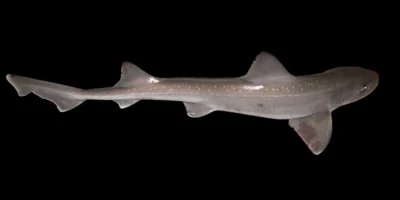 南部北海的宽鼻星鲨 Mustelus asterias