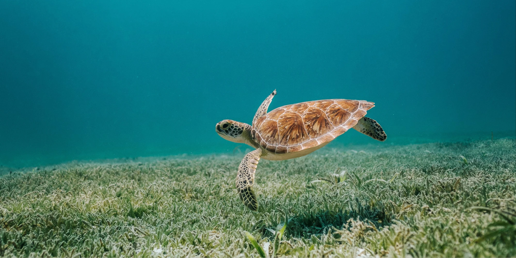 阿鲁巴海域中游泳的海龟