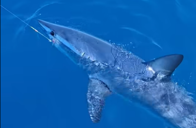 里窝那外海船旁一条被钓线牵住的灰鲭鲨 里窝那外海船旁一条被钓线牵住的灰鲭鲨